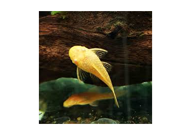 Albino Bristlenose