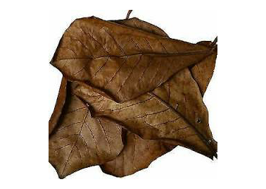 Cappa leaves