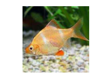 Tiger Albino Barb (special order)