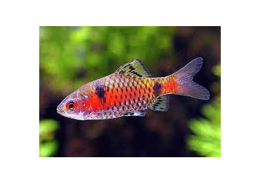 Odessa Barb (Pethia padamya) (special order)