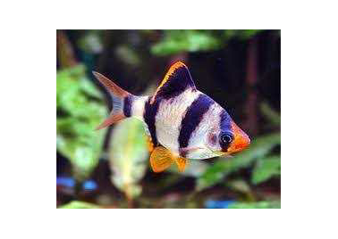 Tiger Barb (special order)