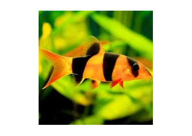 Clown Loach (special order)