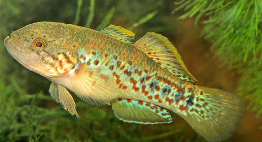 Purple spot Gudgeon NG (Tateurndina ocellicauda)