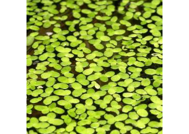 Aquatic Duck Weed