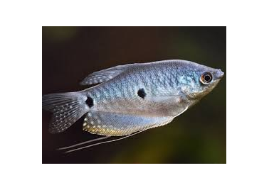 3 Spot Blue Gourami (special order)