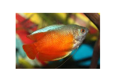 Flame Gourami (special order)