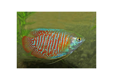 Dwarf Gourami (special order)