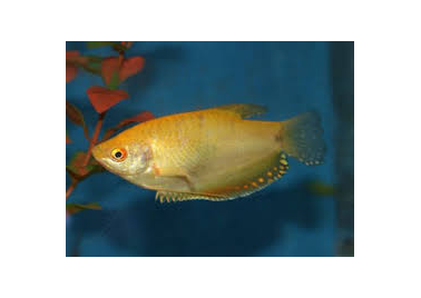 Gold Gourami (special order)