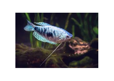 Opaline Gourami