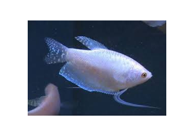 White Gourami (special order)