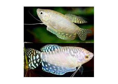 White Gourami (special order)