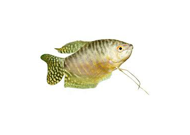 Gourami (special order)