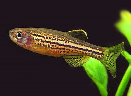 Leopard Danio