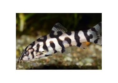 Pakistan Loach (special order)