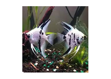 Panda Angels Fish