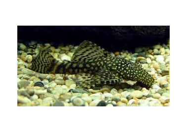 Common Bristlenose