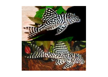 Pleco L066