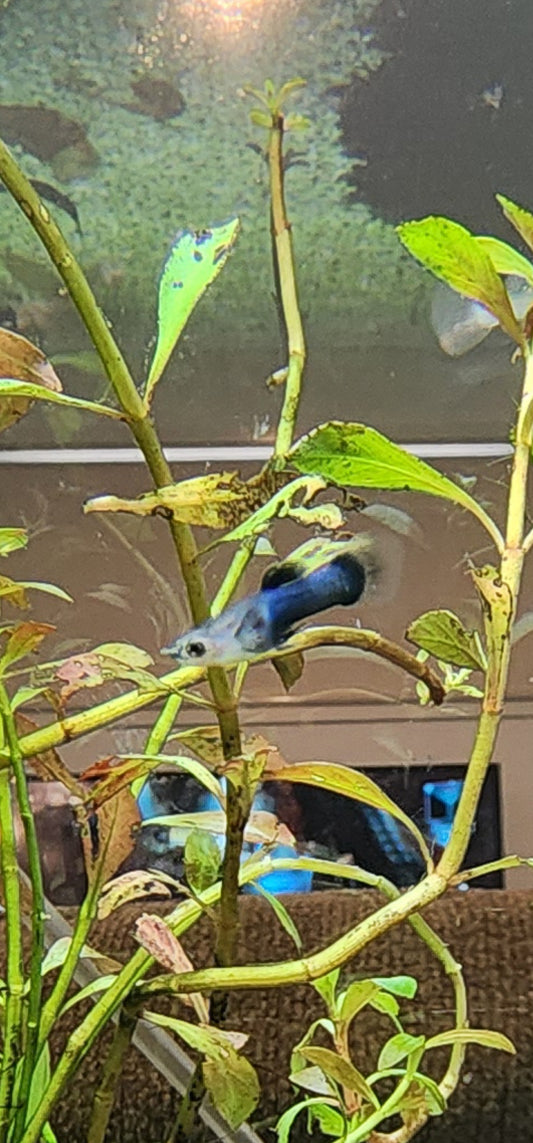 Dwarf Panda guppy (Poecilia reticulata)