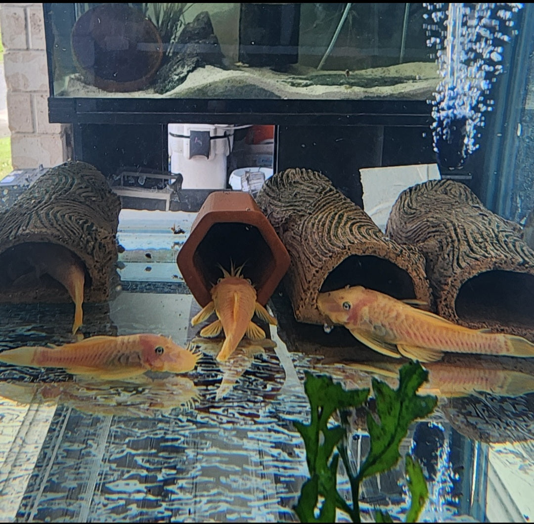 L144 (Lemon blue eye bristlenose)