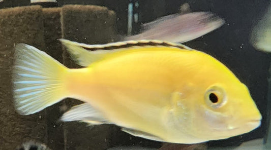 Electric Yellow Cichlid