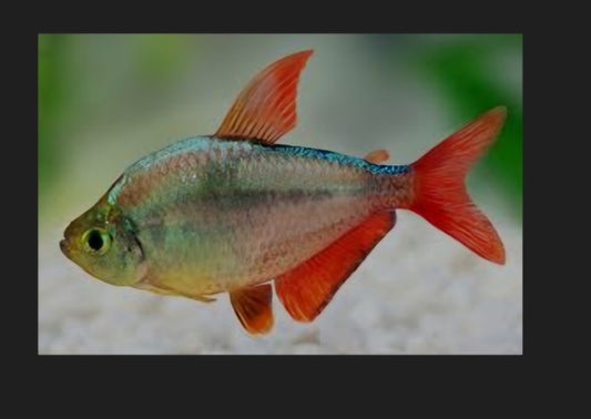 Columbian Redfin Tetra