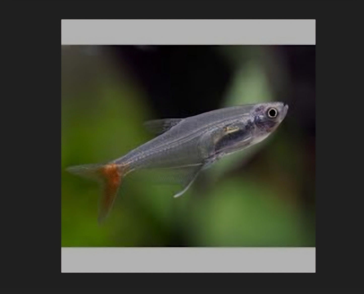 Glass bloodfin Tetra