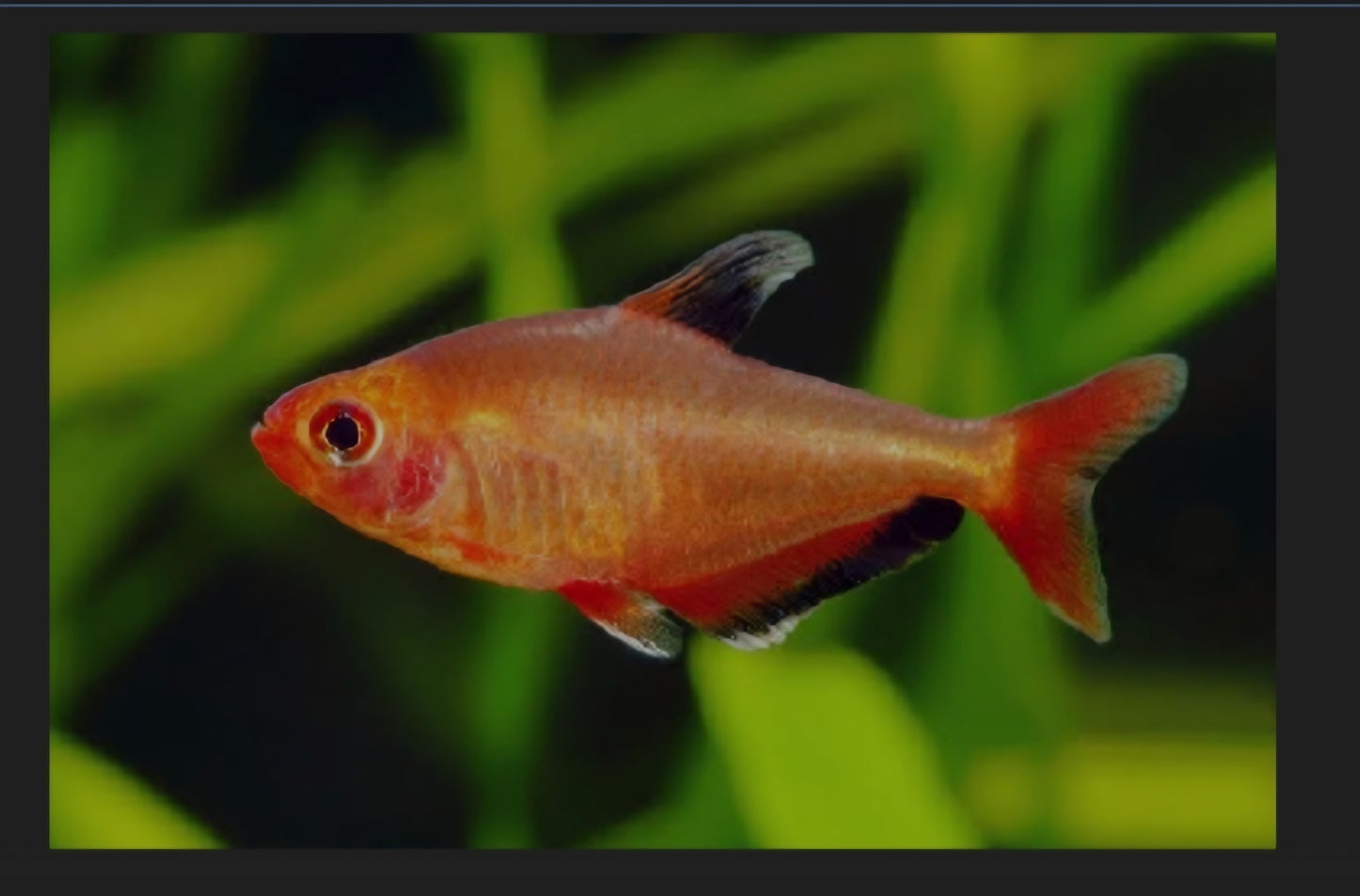 Red Phanton Tetra