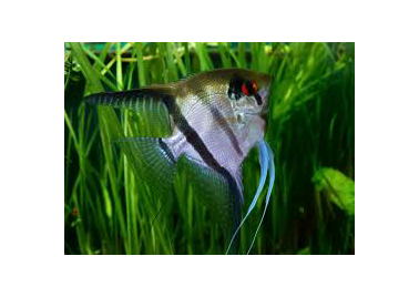 Silver Angel Fish