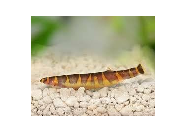 Stripped Kuhli Loach (special order)