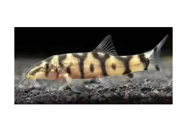 Yoyo Loach (special order)