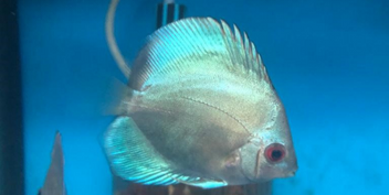 Singapore Cobalt Blue Discus (special order)