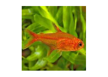 Ember Tetra