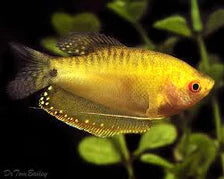 Gold Gourami (Trichogaster Trichopterus)