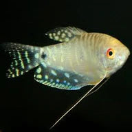 Platinum Gourami (Trichogaster Trichopterus)