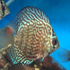 Rainbow Discus (special order)