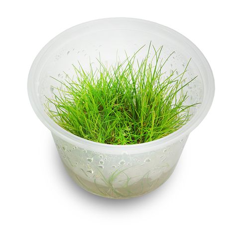 Dwarf hair grass