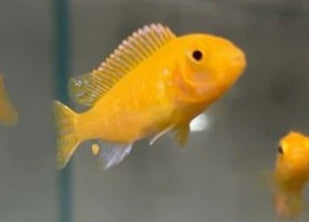 Zebra Cichlid (Red Pulu point)