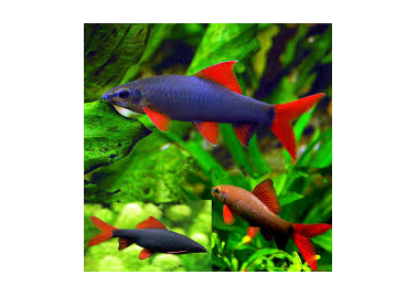 Red Tail Rainbow Shark