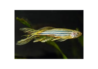 Zebra Longfin Danio