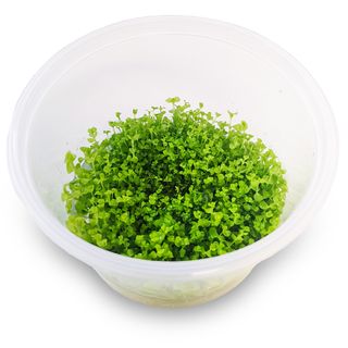 Micranthemum Umbrosum (Takashi carpet)