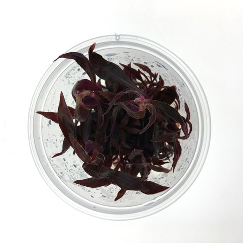 Alternanthera Reineckii - Mini
