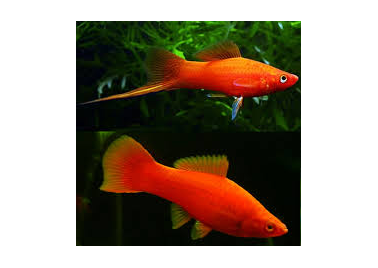 Red Swordtail (special order)