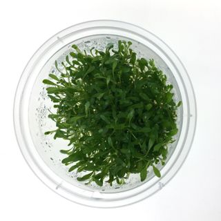 Glossostigma Elatinoides