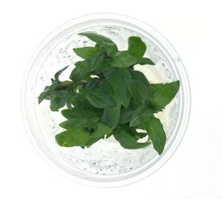 Staurogyne