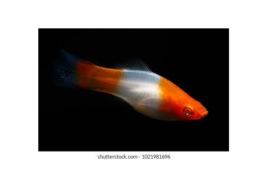 Santa Clause Swordtail (special order)