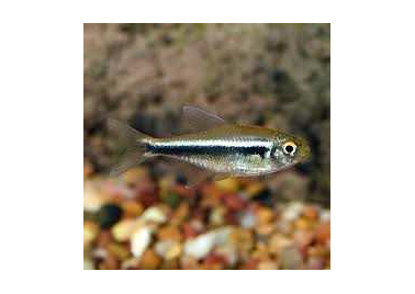 Black Neon Tetra (special order)