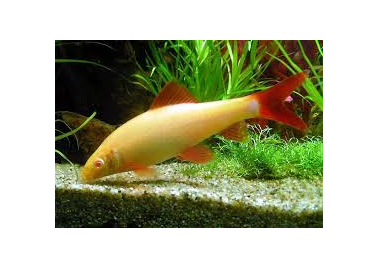 Redfin Albino Rainbow Shark (special order)