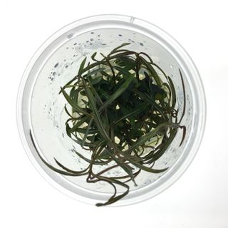 Hygrophila Lancea