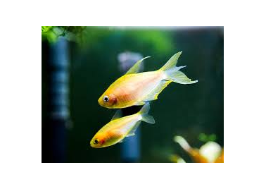 Emporer Albino Tetra (special order)