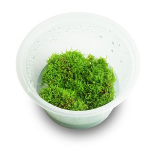 Riccia